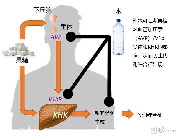 喝白水，可治肥胖！？有趣的小鼠研究