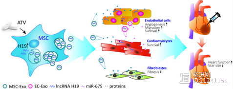 阜外医院杨跃进团队干细胞研究新突破！Cardiovasc Res刊登文章