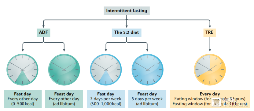 间歇性禁食，短期减重安全有效！Nature子刊建议