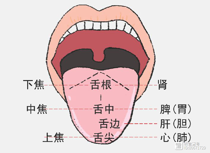 穴位应用与舌诊｜舌诊看什么？原理是什么？