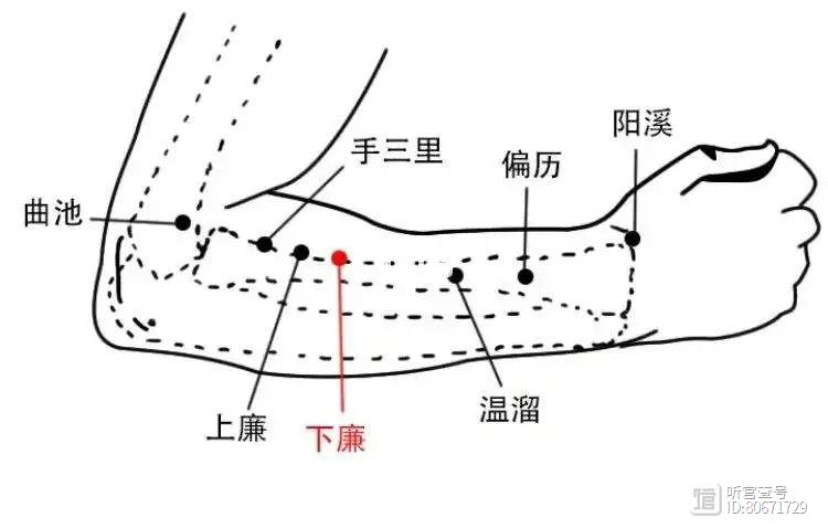 此穴，不但调理肠胃，还能治疗网球肘