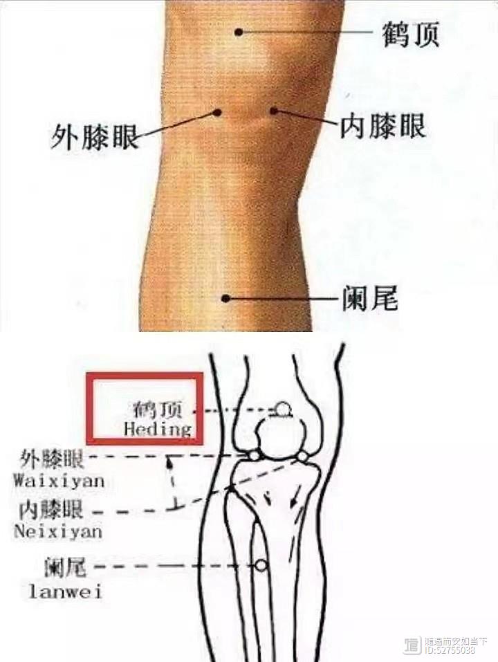 鹤顶《医学纲目》师承笔记