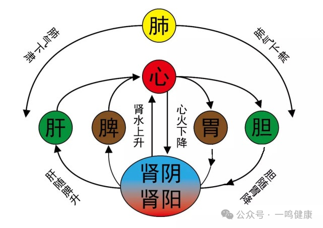 [舌诊基础13-2] 看细节-高凸为实---结石、囊肿、肌瘤类舌象如何辨? 如何化解?