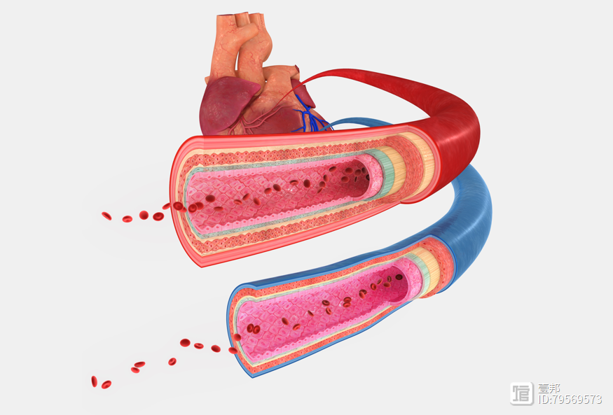 科普：为什么要养护好血管，有哪些好处