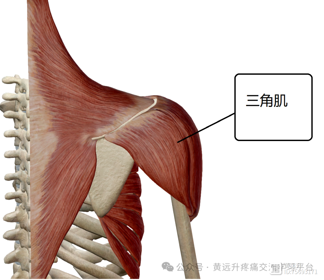 肩关节（肩膀痛）疼痛（1）