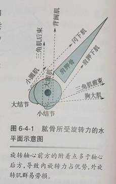 平衡疼痛----肩部调节代偿与症状