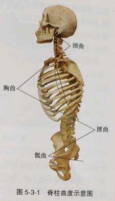平衡疼痛----脊柱调节的力学特点