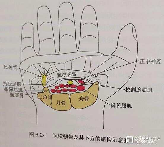 平衡疼痛----肩部调节之软组织元素