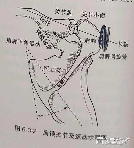 平衡疼痛---- 肩部调节的力学特点